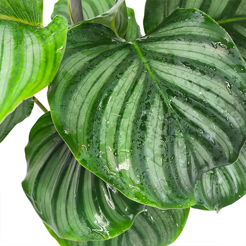 Калатея Орбифолия/ Calathea Orbifolia купить