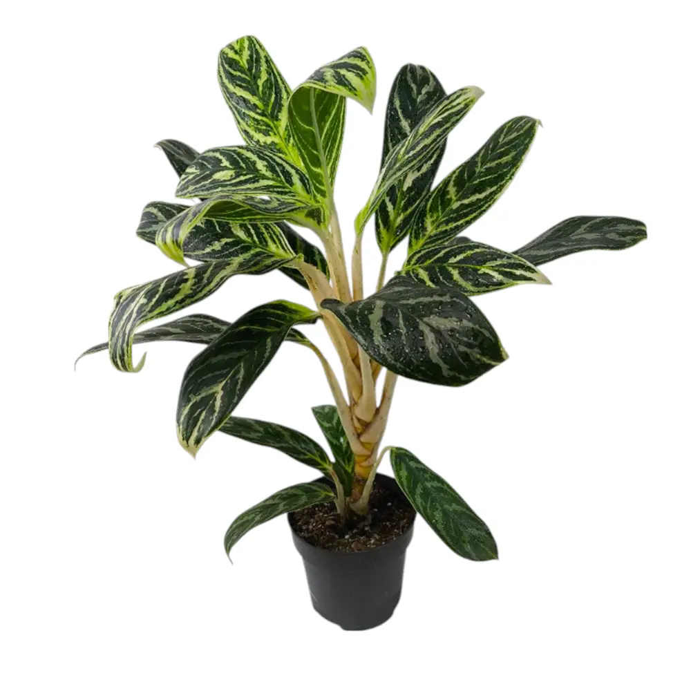 Аглаонема "Ivy Green" купить