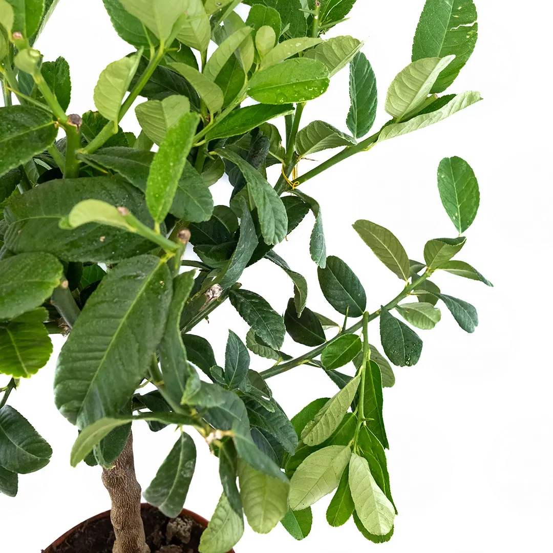 Цитрон Гигант / Citrus medica Giant — цитрусовое растение, детальное фото
