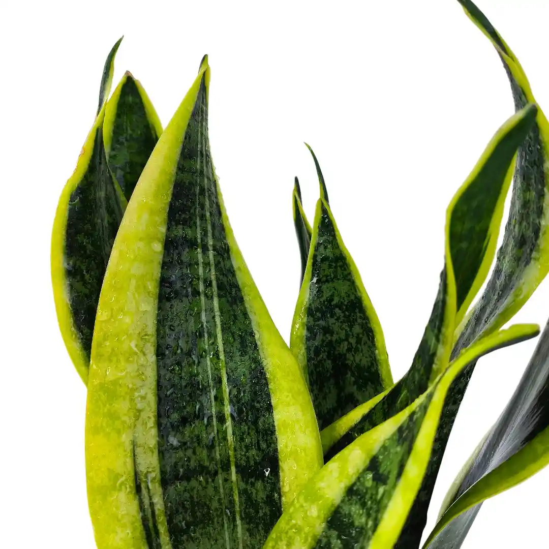 Сансевиерия Футура Суперба / Sansevieria Futura Superba купить
