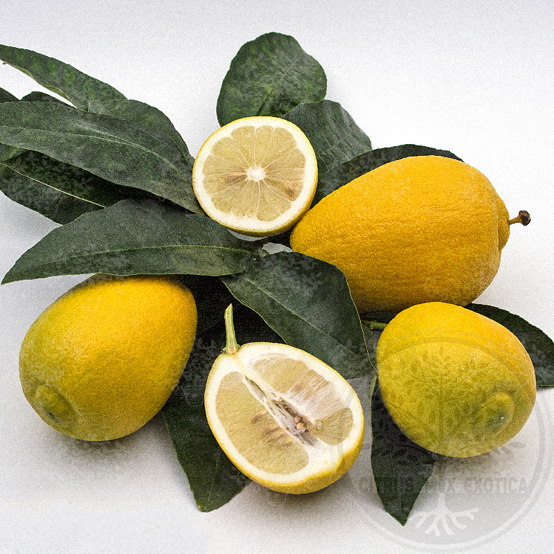 Лимон Вакхалоу / Lemon Vakhalou — цитрусовое растение, детальное фото
