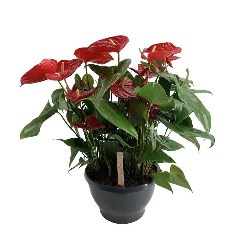 Антуриум Андреанум Невада / Anthurium Andreanum Nevada 6+ купить