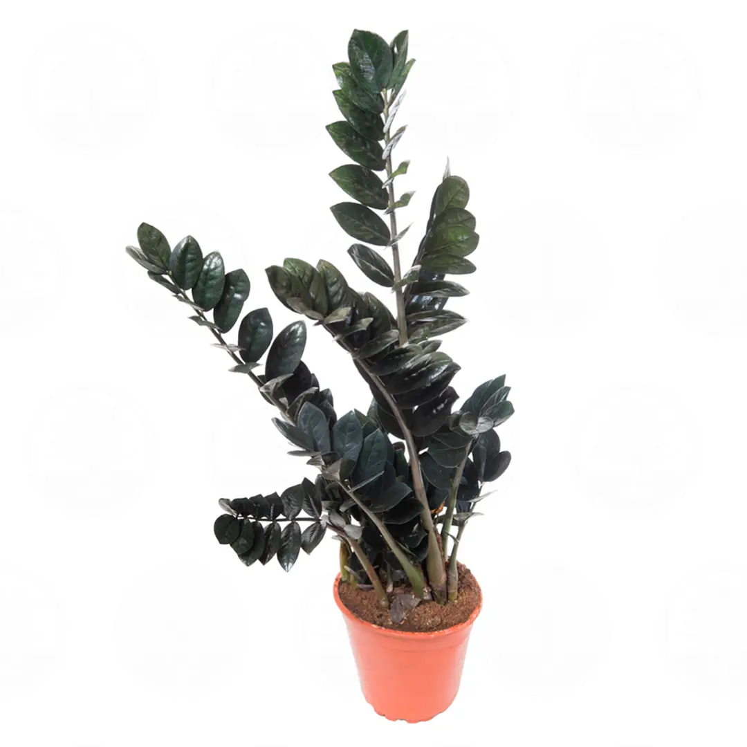 Замиокулькас Равен/ Zamioculcas zamiifolia "Raven" купить