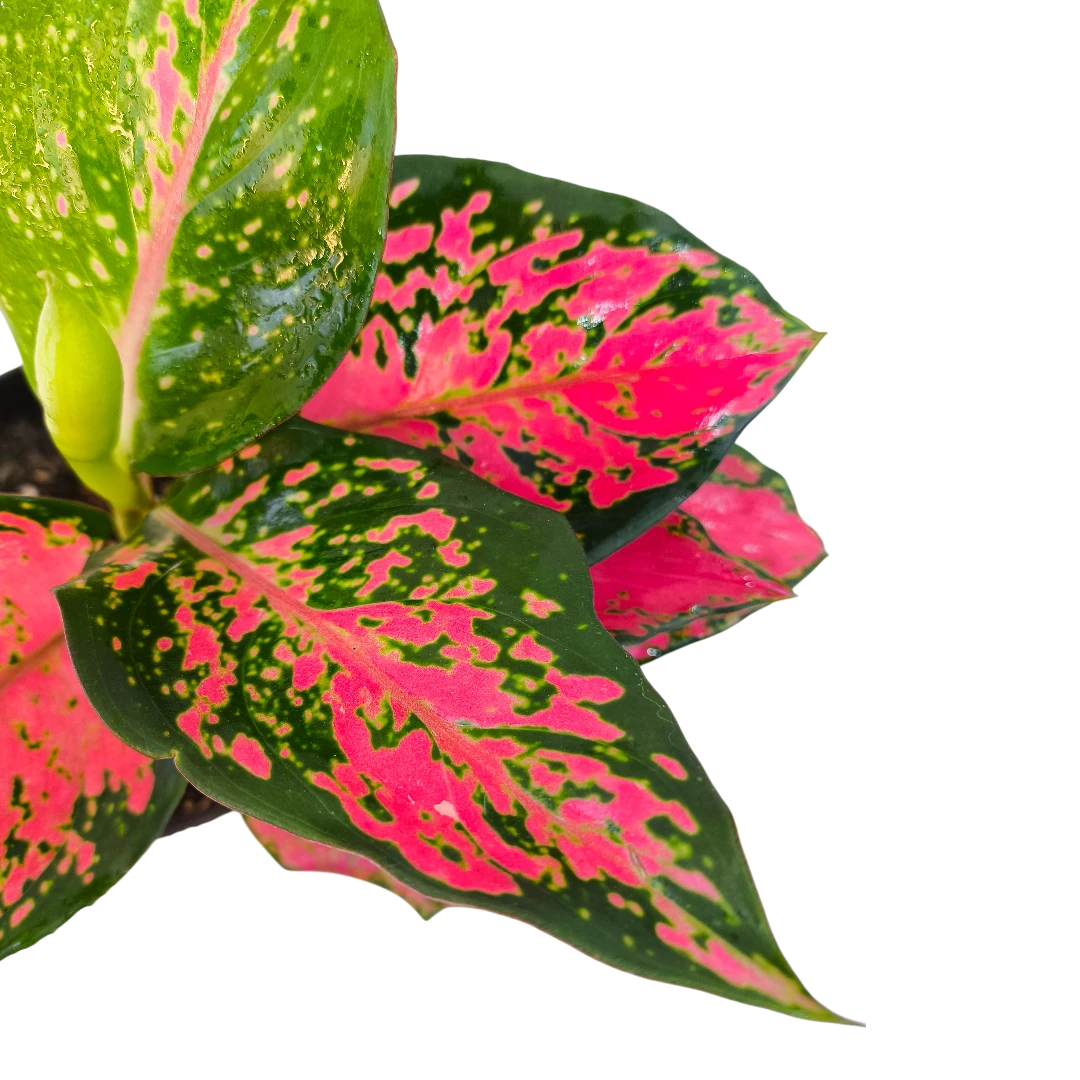 Аглаонема Фулл Ред/ Aglaonema Full Red купить