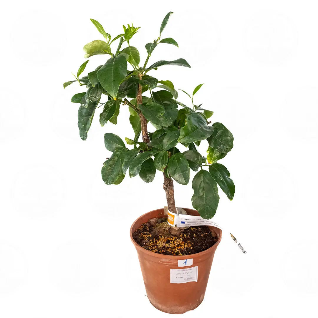 Цитрон Ругозо / Citrus medica Rugoso — цитрусовое растение, детальное фото
