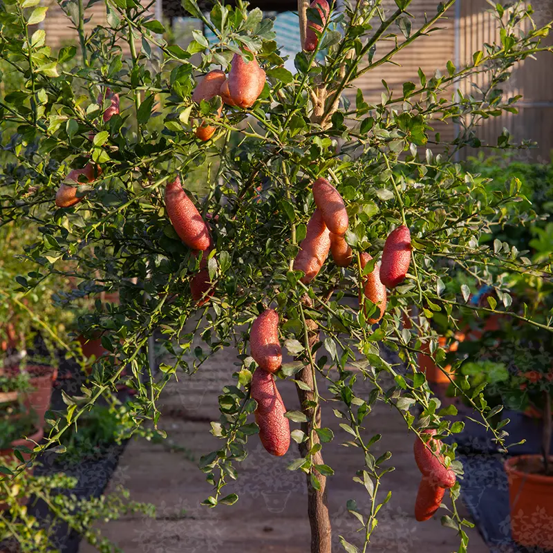 Микроцитрус Вайчоп / Microcitrus Wauchope — цитрусовое растение, детальное фото
