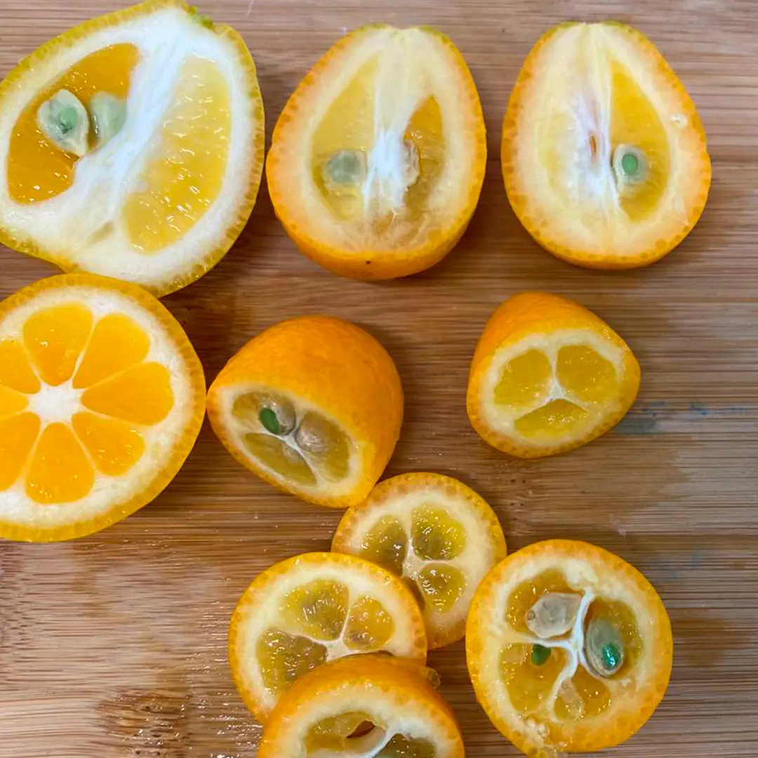 Кумкват Обовата / Kumquat Obovata — цитрусовое растение, детальное фото
