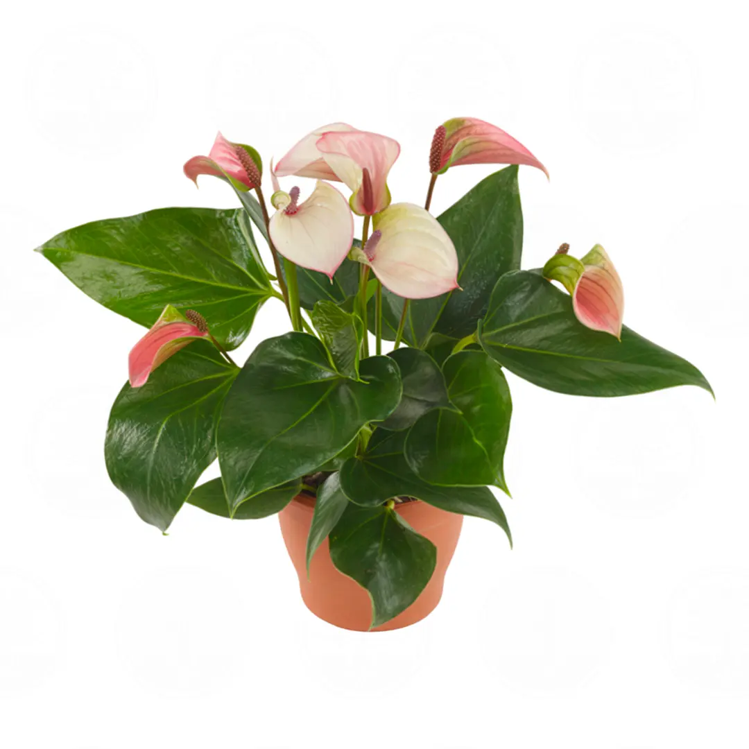 Антуриум Джоли Пульс / Anthurium JOLI PULSE купить