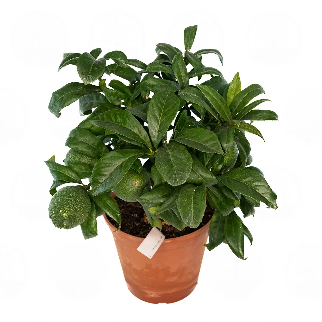 Лимон Салицифолия иволистный / Lemon Salicifolia — цитрусовое растение, детальное фото
