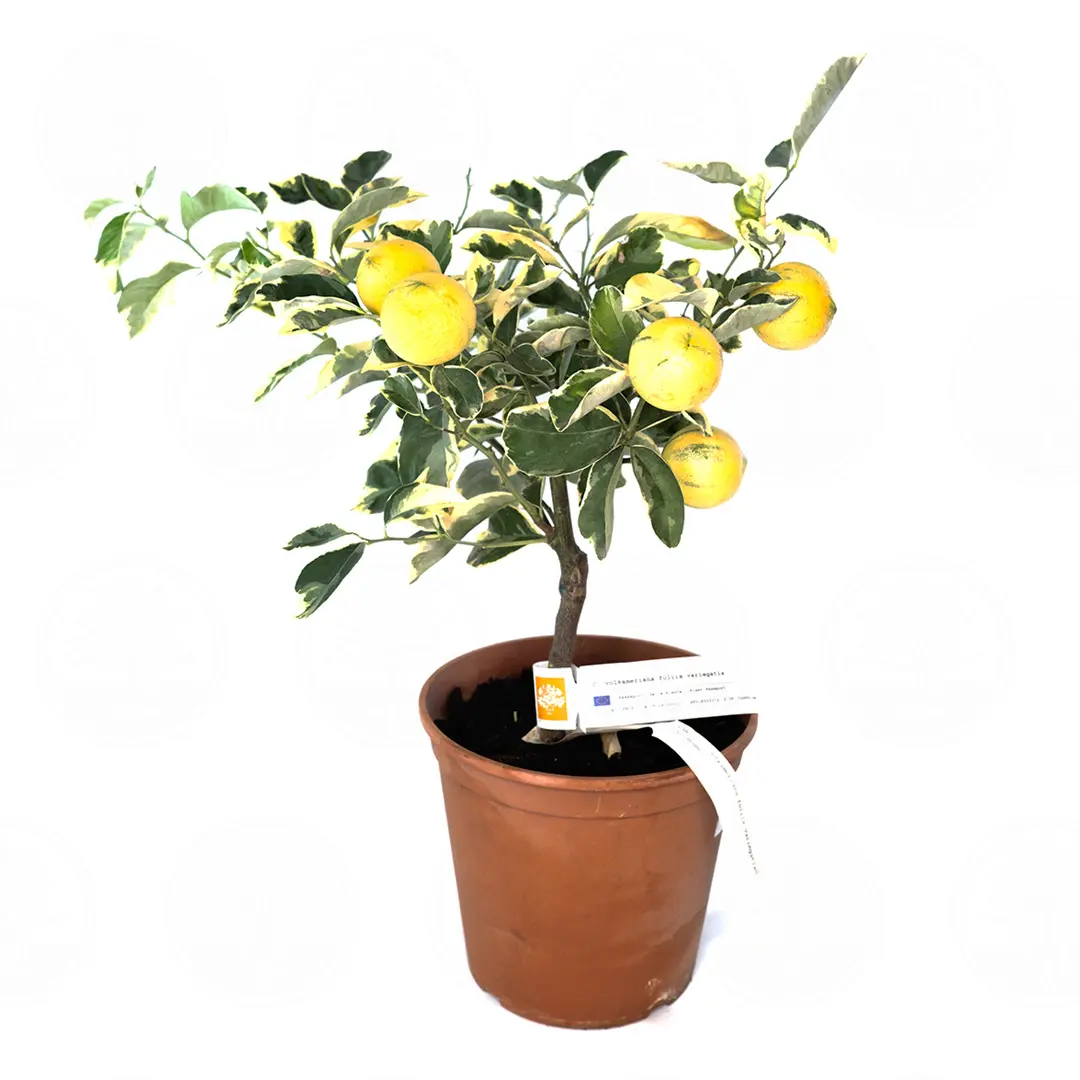 Лимон Волкамериана вариегатный / Lemon Volkameriana — цитрусовое растение, детальное фото
