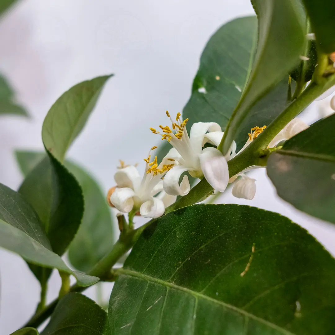 Лимон Фино (Мезеро) / Lemon Fino (Mesero) — цитрусовое растение, детальное фото
