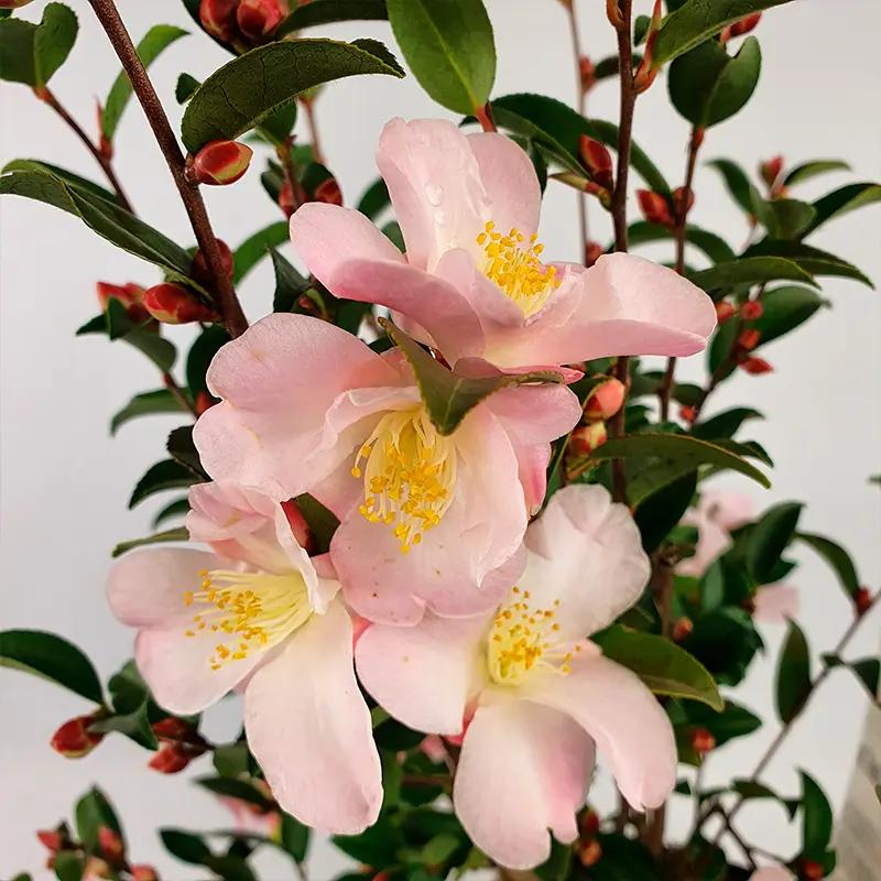 Камелия Фэйри Блаш / Camellia Fairy Blush купить