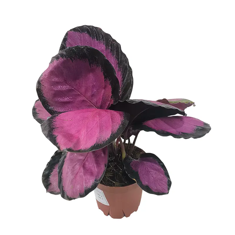 Калатея Вича пурпурно-розовая / Calathea veitchiana купить