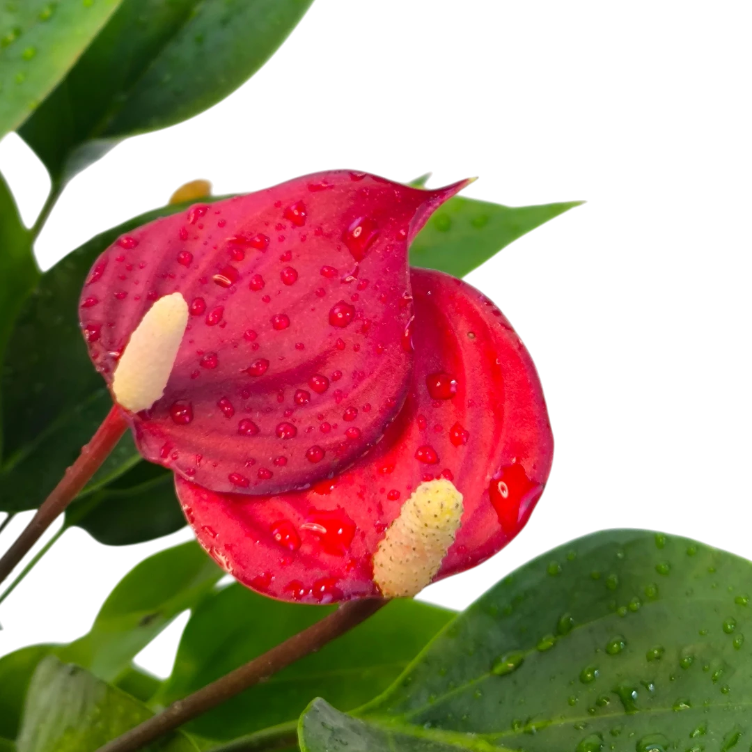 Антуриум Андреанум Триллионс Рэд / Anthurium Andreanum Trillion Red купить