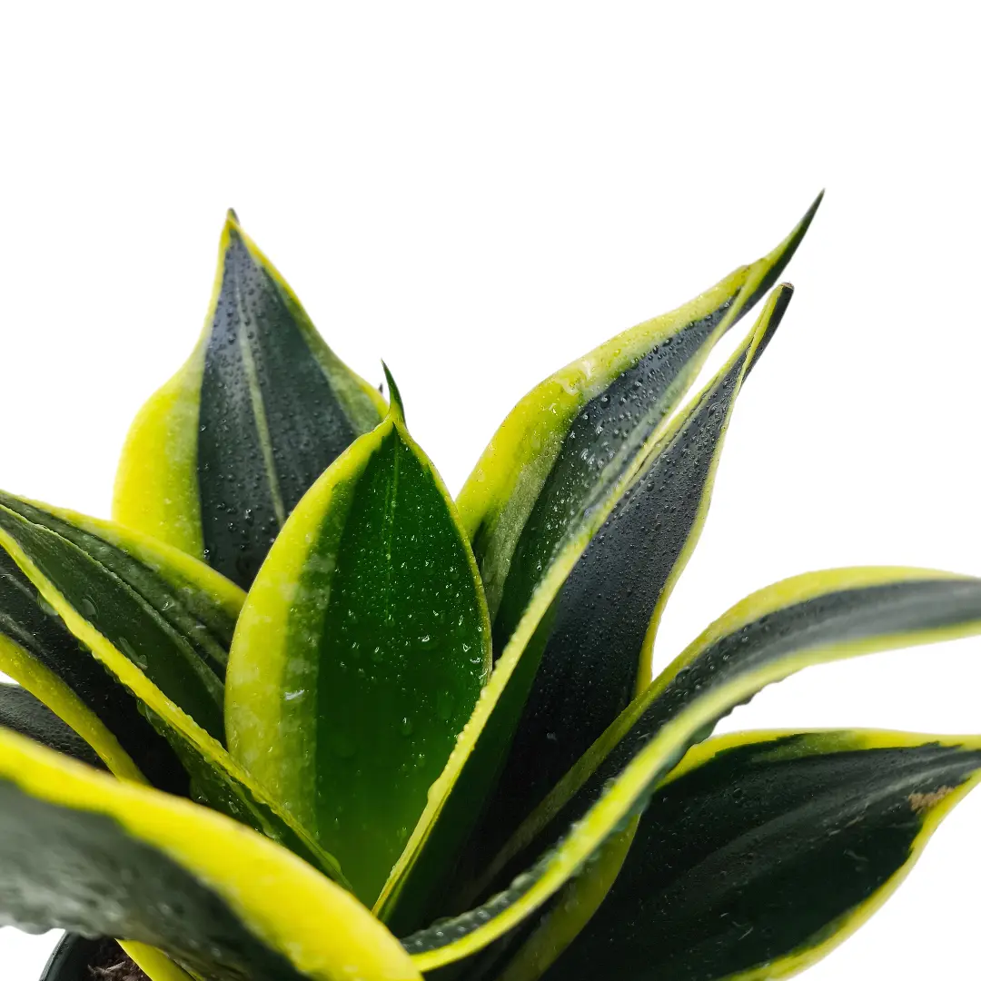 Сансевиерия Лотус Ханни / Sansevieria Lotus Hahni купить