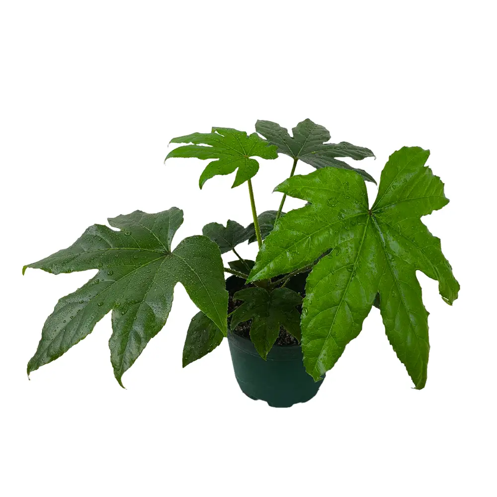 Фатсия японская /Fatsia japonica купить