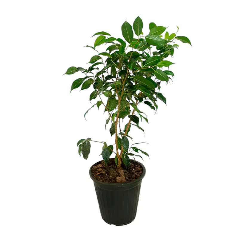 Фикус benjamina "Green" купить