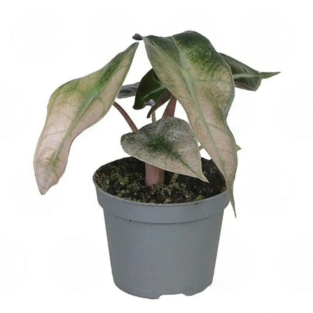 Алоказия 'Polly Variegata' купить