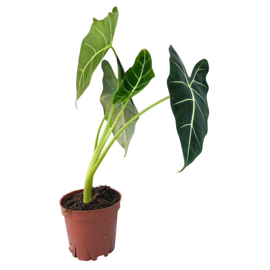 Алоказия Фрайдек / Alocasia micholitziana Frydek купить
