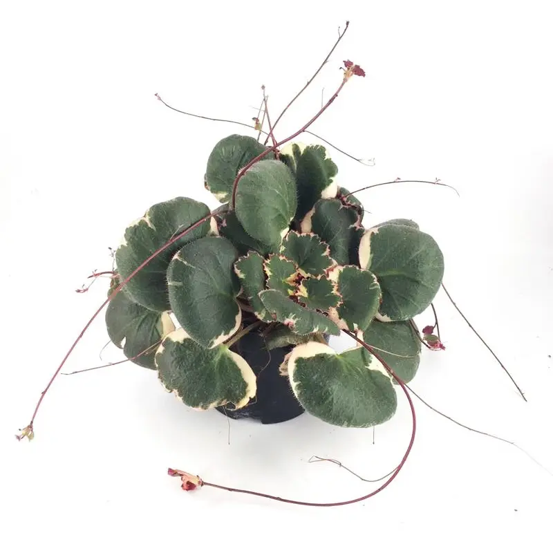 Саксифрага stolonifera 'Tricolor' купить