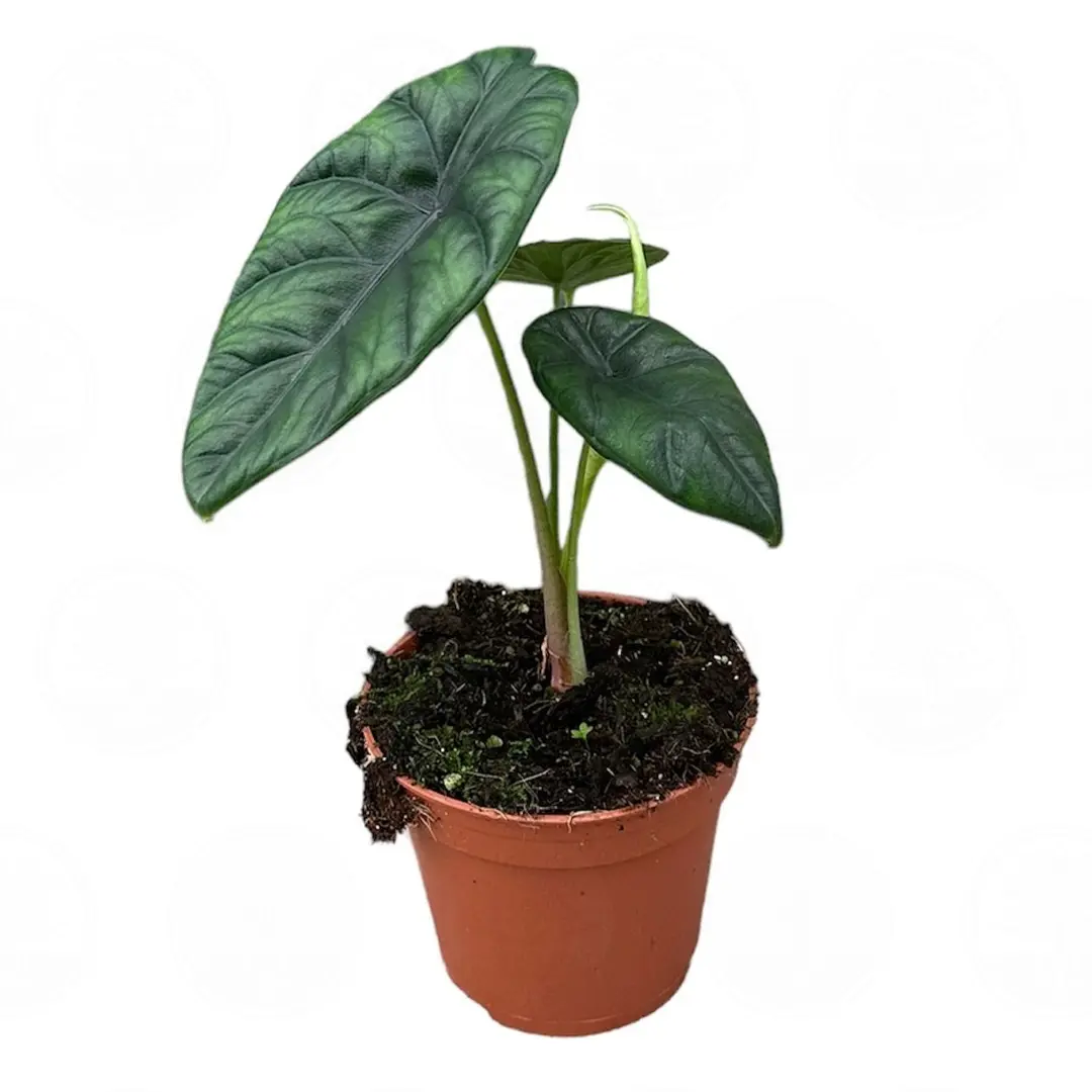 Алоказия puncakborneensis купить