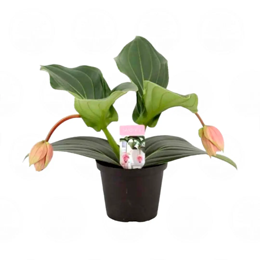 Мединилла Кэнди / Medinilla Candy купить
