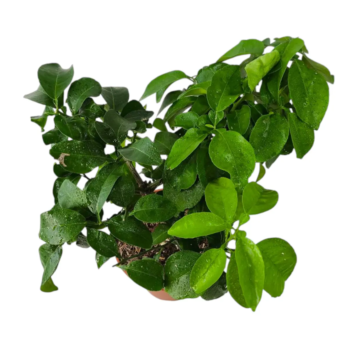 Грейпфрут Редблаш / Grapefruit Redblush — цитрусовое растение, детальное фото
