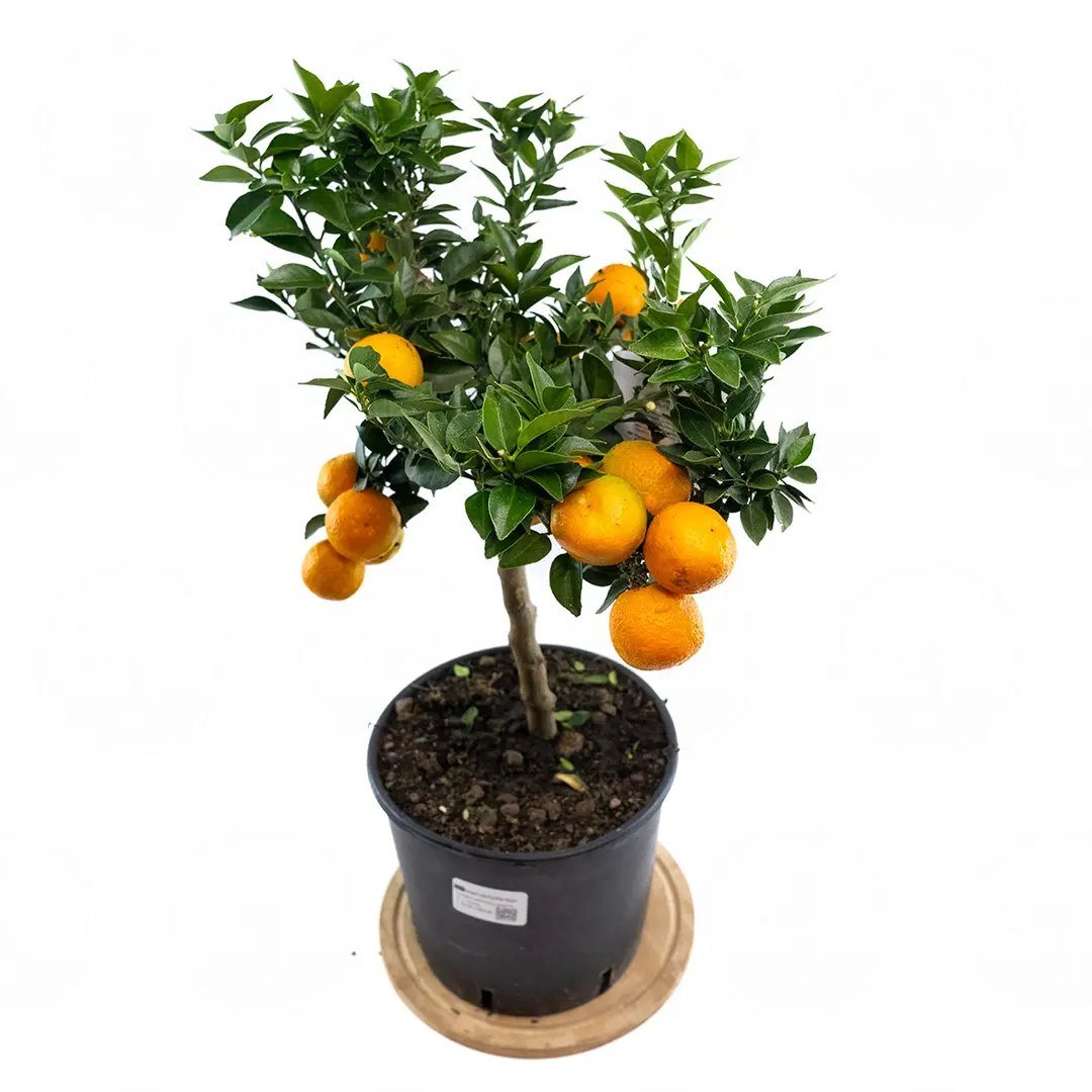 Померанец Чинотто / Bitter Orange Chinotto — цитрусовое растение, детальное фото
