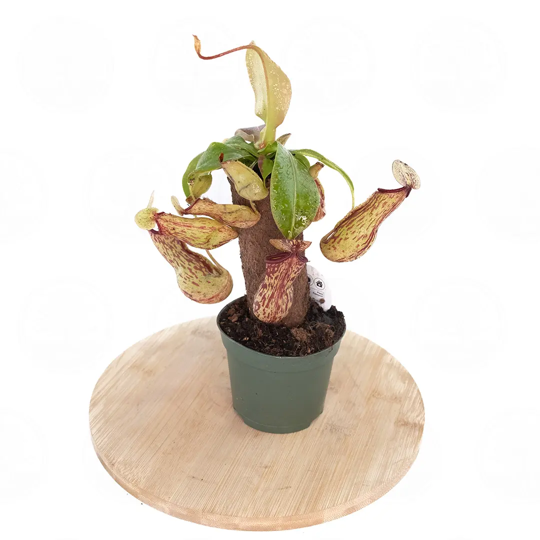 Непентес / Nepenthes купить