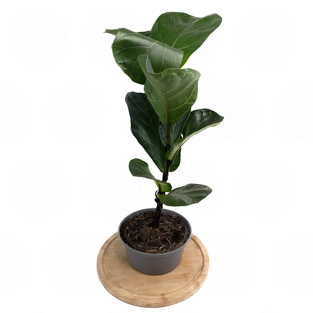 Фикус лировидный "Бамбино" / Ficus lyrata "Bambino" купить