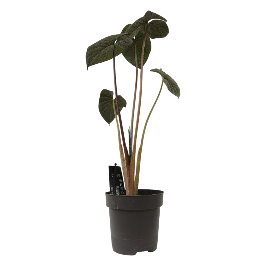 Алоказия "Chocolate Green" купить