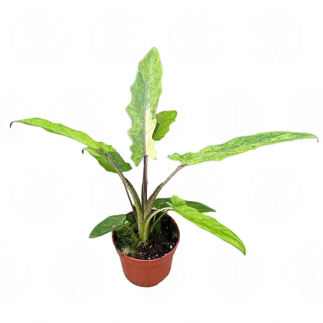 Алоказия lauterbachiana 'Variegata' купить