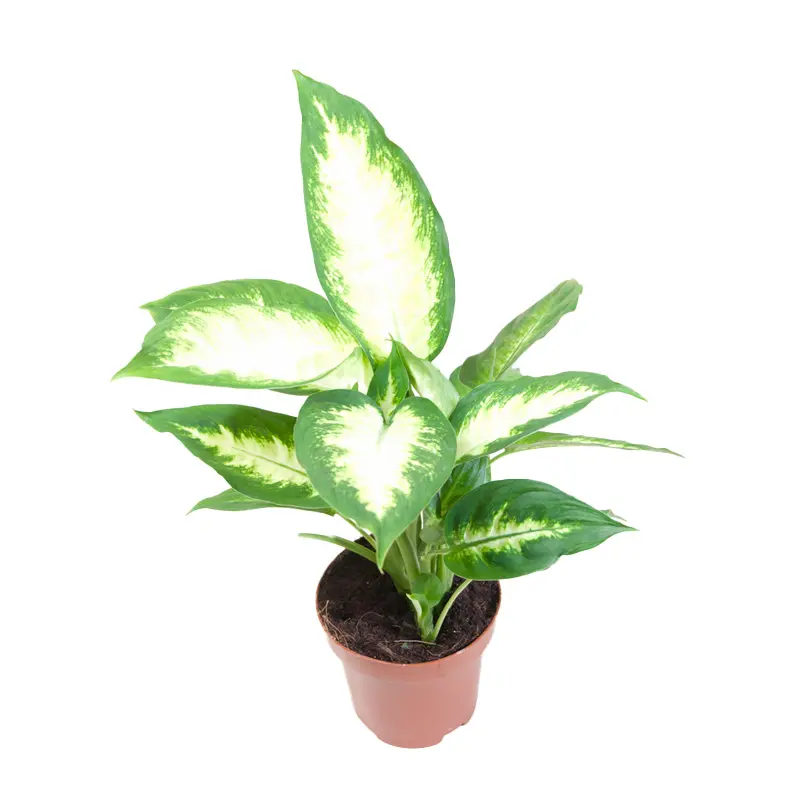 Диффенбахия Камилла / Dieffenbachia Camilla купить