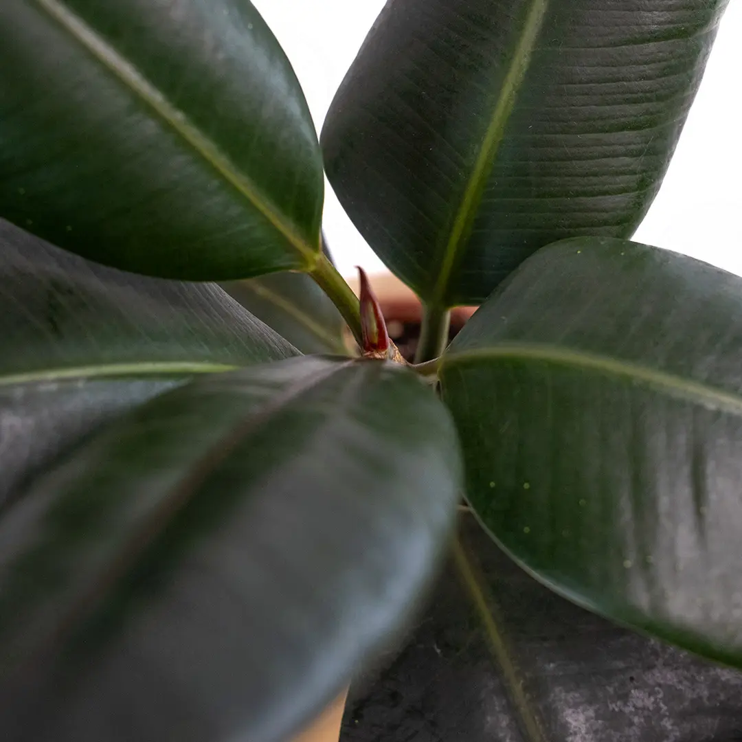 Фикус эластика "Абиджан" / Ficus elastica "Abidjan" купить