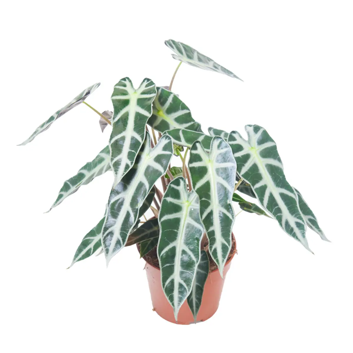 Алоказия Бамбино / Alocasia Bambino/Arrow купить