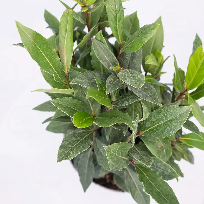 Лавр благородный / Laurus Nobilis купить
