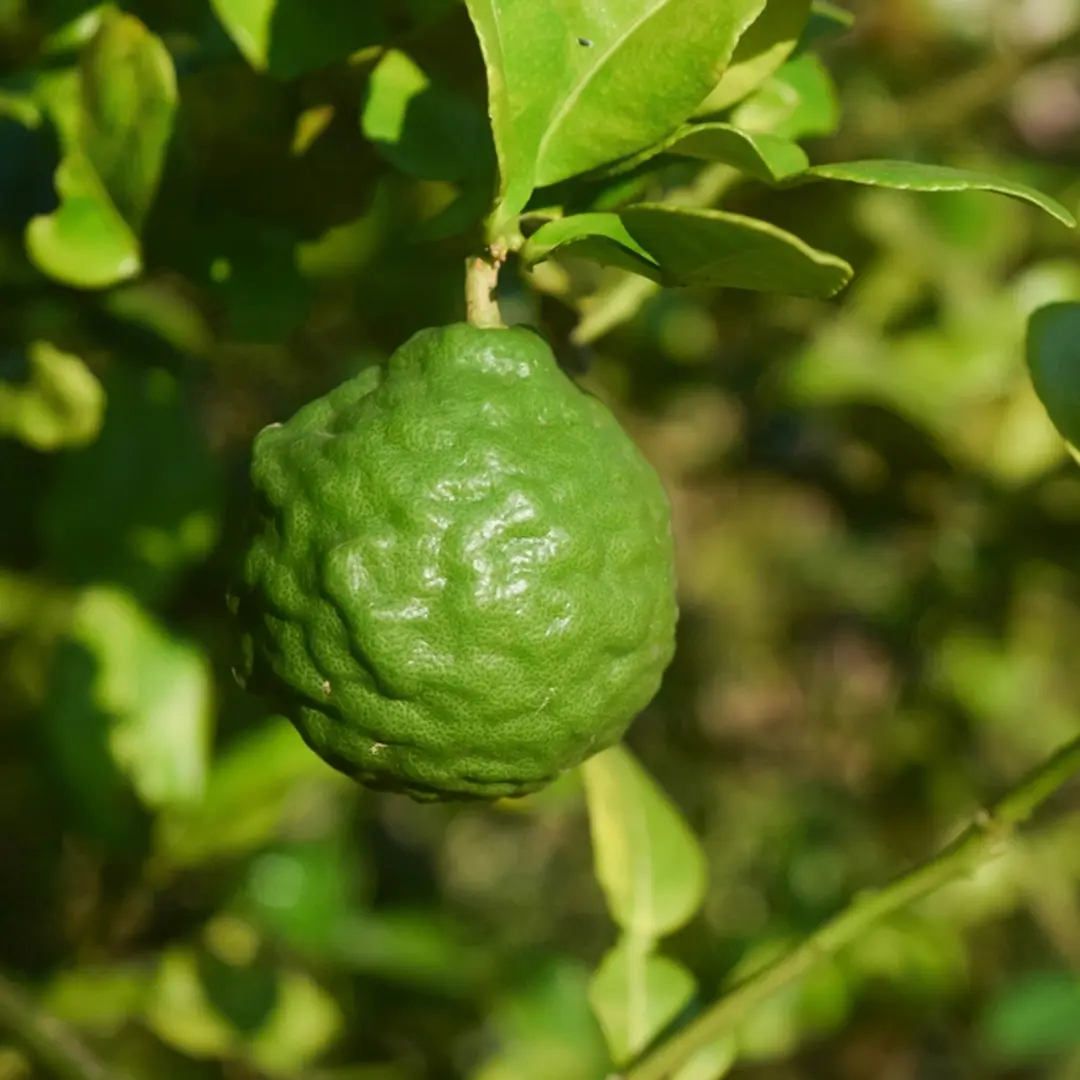 Кафрский лайм / Lime Hystrix — цитрусовое растение, детальное фото
