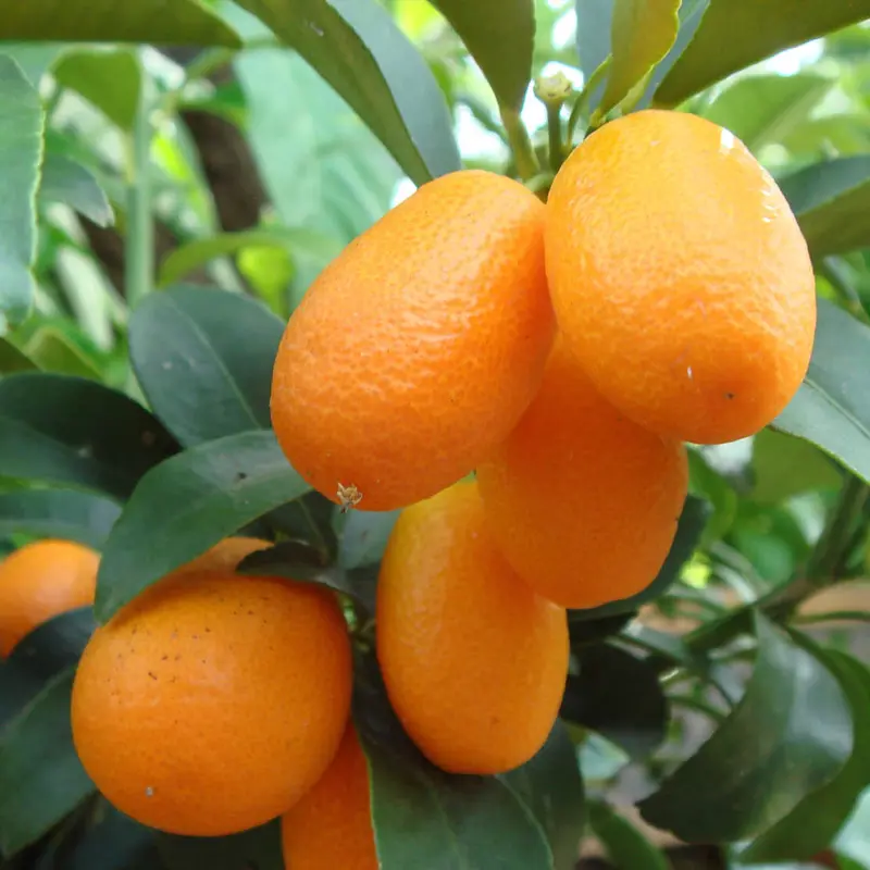 Кумкват Маргарита Биг / Kumquat Margarita Big — цитрусовое растение, детальное фото
