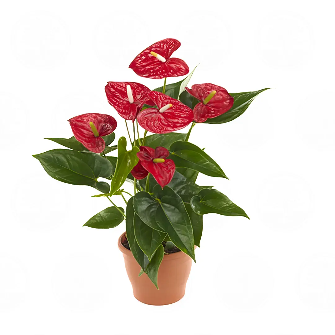Антуриум Джамбо Ред / Anthurium JAMBO RED купить