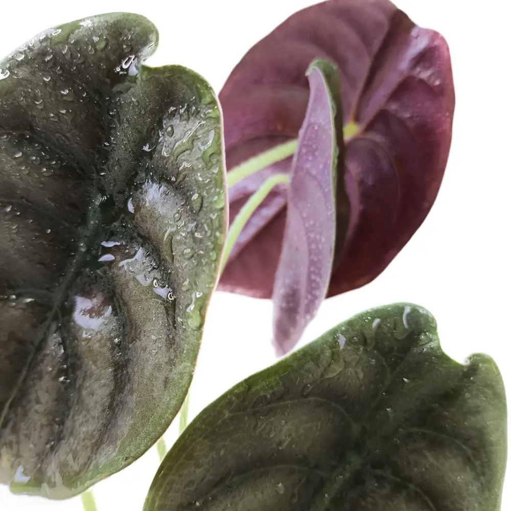 Алоказия Купера Ред Секрет / Alocasia Cuprea Red Secret купить