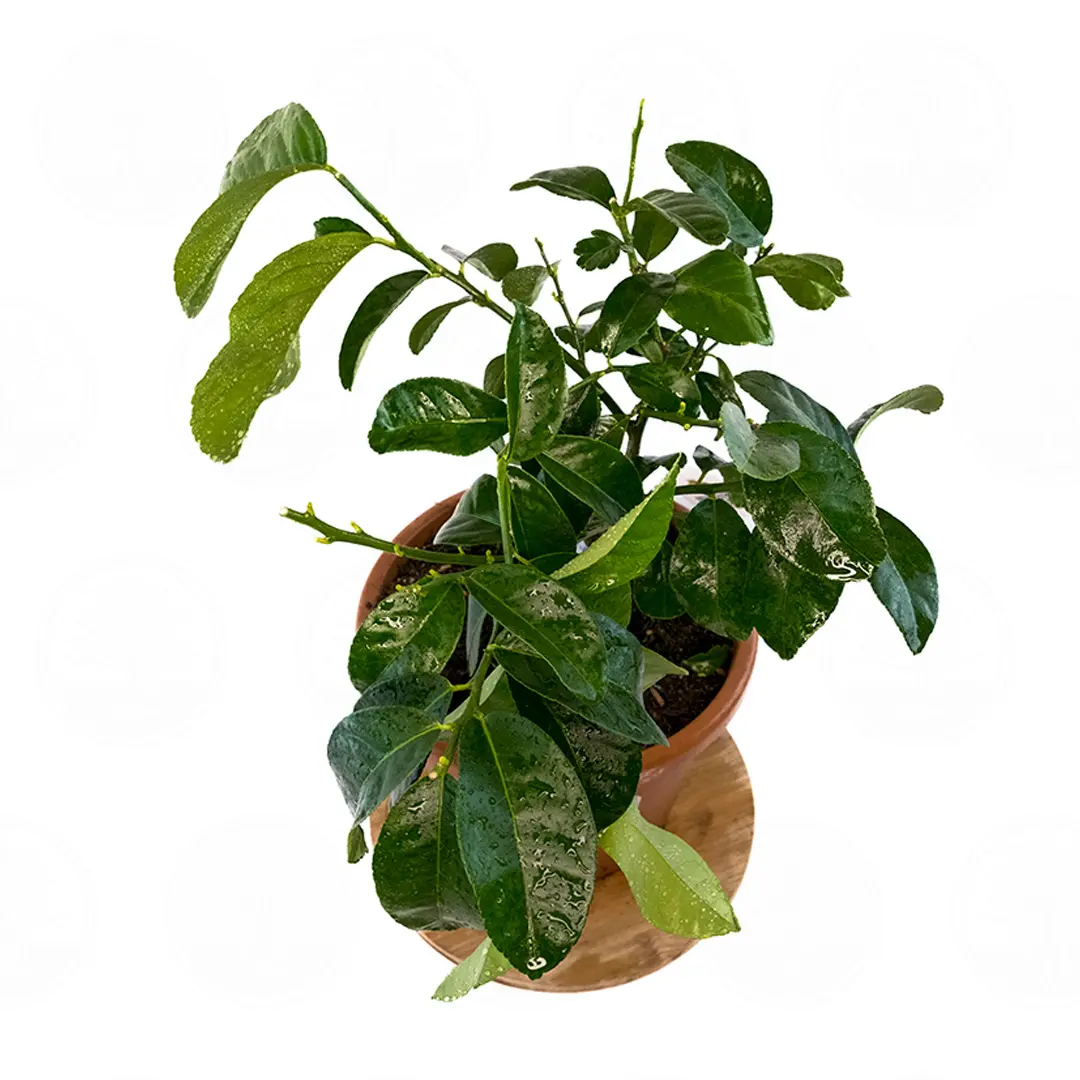 Лимон Амалфитанум / Lemon Amalphitanum — цитрусовое растение, детальное фото
