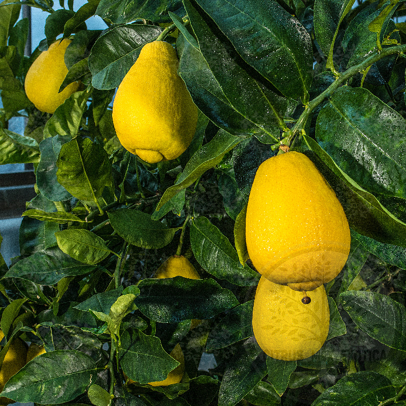 Лимон Вакхалоу / Lemon Vakhalou — цитрусовое растение, детальное фото
