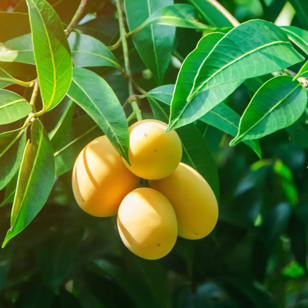 Манго Атаульфо / Mangifera indica Ataulfo