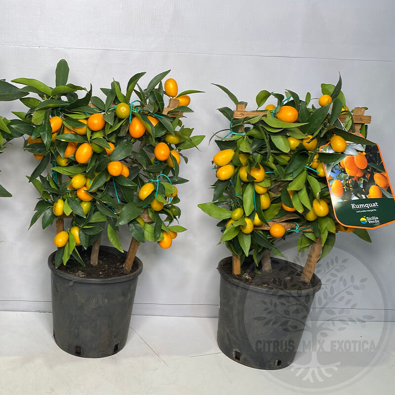 Кумкват / Kumquat — цитрусовое растение, детальное фото
