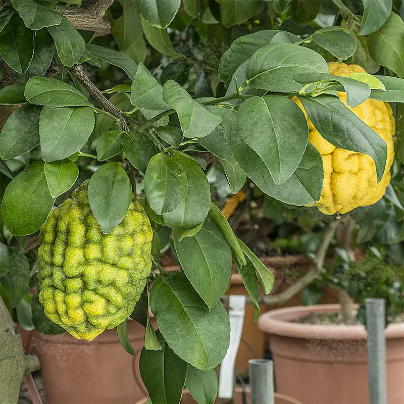 Цитрон Ругозо / Citrus medica Rugoso — цитрусовое растение, детальное фото
