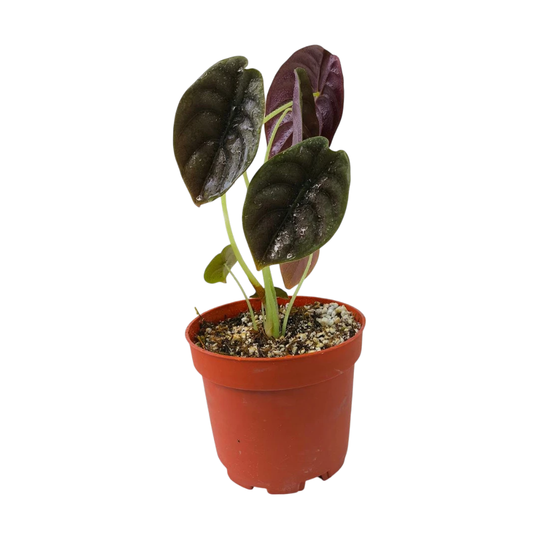 Алоказия Купера Ред Секрет / Alocasia Cuprea Red Secret купить