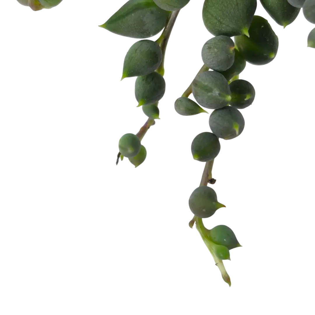 Крестовник Роули / Senecio Rowleyanus купить
