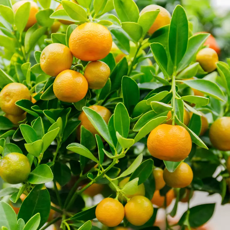 Каламондин / Calamondin — цитрусовое растение, детальное фото
