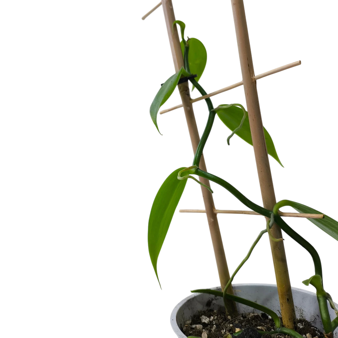 Ваниль плосколистная (орхидея)/ Vanilla planifolia