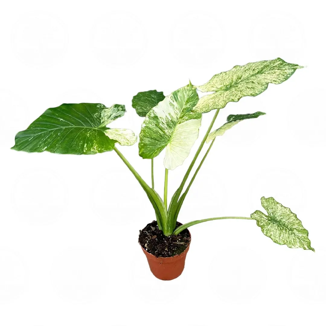 Алоказия gageana 'Variegata' купить